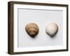 Sea Shells-Clive Nolan-Framed Photographic Print