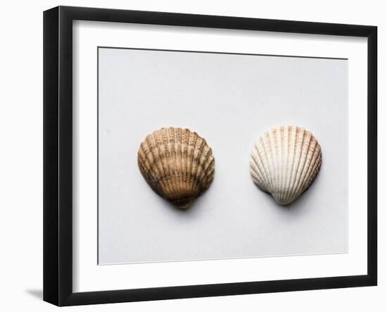 Sea Shells-Clive Nolan-Framed Photographic Print