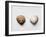 Sea Shells-Clive Nolan-Framed Photographic Print