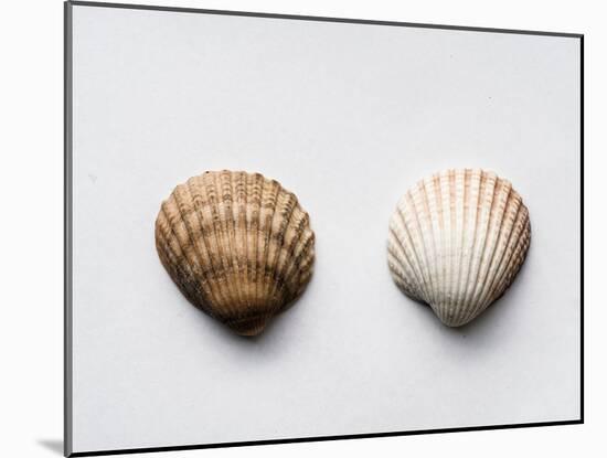 Sea Shells-Clive Nolan-Mounted Photographic Print