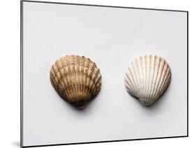 Sea Shells-Clive Nolan-Mounted Photographic Print