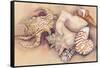 Sea Shells-Joanne Porter-Framed Stretched Canvas