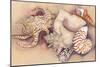Sea Shells-Joanne Porter-Mounted Giclee Print