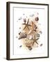 Sea Shells-null-Framed Giclee Print