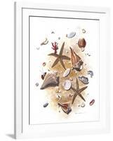 Sea Shells-null-Framed Giclee Print