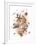 Sea Shells-null-Framed Giclee Print