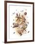 Sea Shells-null-Framed Giclee Print