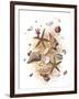 Sea Shells-null-Framed Giclee Print