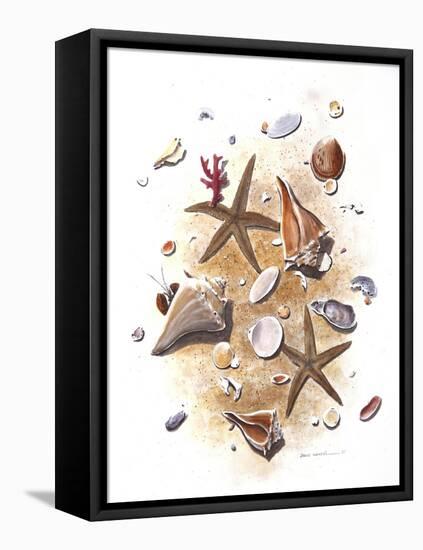 Sea Shells-null-Framed Stretched Canvas