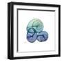 Sea Sky Snails-Albert Koetsier-Framed Art Print