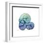 Sea Sky Snails-Albert Koetsier-Framed Art Print