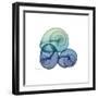 Sea Sky Snails-Albert Koetsier-Framed Art Print