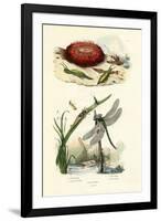 Sea Slug, 1833-39-null-Framed Giclee Print