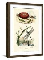 Sea Slug, 1833-39-null-Framed Giclee Print