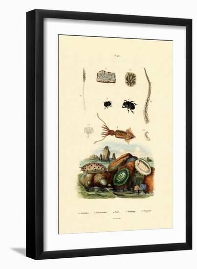 Sea Slug, 1833-39-null-Framed Premium Giclee Print