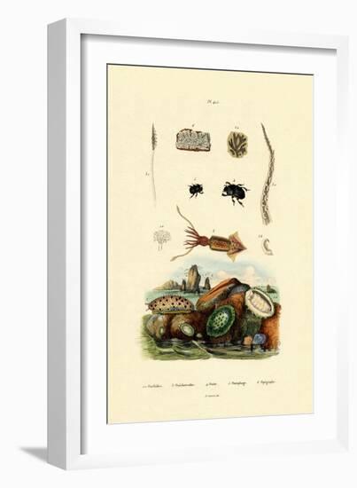 Sea Slug, 1833-39-null-Framed Giclee Print