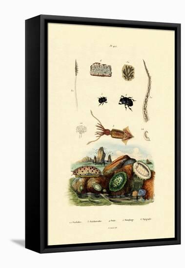Sea Slug, 1833-39-null-Framed Stretched Canvas