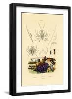 Sea Slug, 1833-39-null-Framed Giclee Print