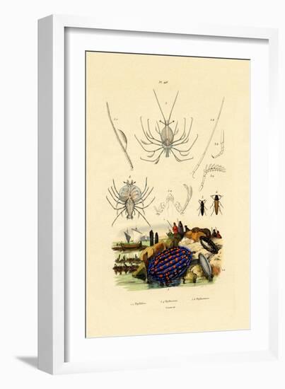 Sea Slug, 1833-39-null-Framed Giclee Print