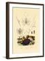 Sea Slug, 1833-39-null-Framed Giclee Print