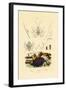 Sea Slug, 1833-39-null-Framed Giclee Print