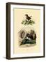 Sea Slug, 1833-39-null-Framed Giclee Print