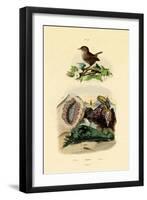 Sea Slug, 1833-39-null-Framed Giclee Print