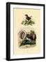 Sea Slug, 1833-39-null-Framed Giclee Print