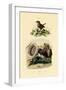 Sea Slug, 1833-39-null-Framed Giclee Print