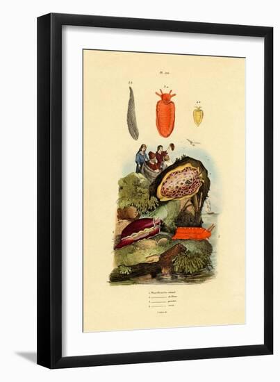Sea Slugs, 1833-39-null-Framed Premium Giclee Print
