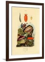 Sea Slugs, 1833-39-null-Framed Giclee Print