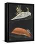 Sea Slugs-Philip Henry Gosse-Framed Stretched Canvas