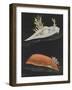 Sea Slugs-Philip Henry Gosse-Framed Giclee Print