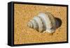 Sea Snail-null-Framed Stretched Canvas