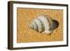 Sea Snail-null-Framed Photographic Print
