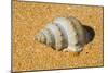 Sea Snail-null-Mounted Photographic Print