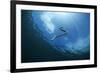 Sea Snake Diving Down-Bernard Radvaner-Framed Photographic Print