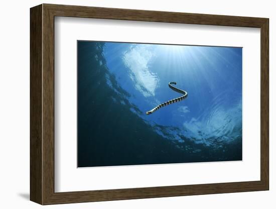 Sea Snake Diving Down-Bernard Radvaner-Framed Photographic Print