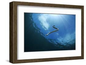 Sea Snake Diving Down-Bernard Radvaner-Framed Photographic Print