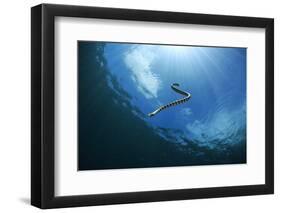 Sea Snake Diving Down-Bernard Radvaner-Framed Photographic Print