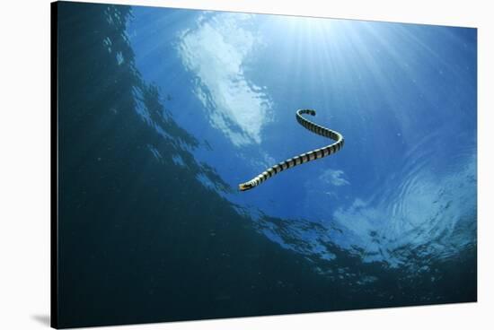 Sea Snake Diving Down-Bernard Radvaner-Stretched Canvas