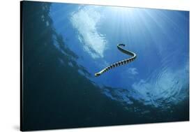 Sea Snake Diving Down-Bernard Radvaner-Stretched Canvas