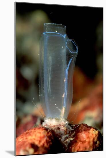 Sea Squirt Tunicate (Ascidia), Komodo National Park, Indian Ocean.-Reinhard Dirscherl-Mounted Photographic Print