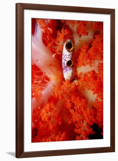 Sea Squirt Tunicate Growing in Soft Coral (Ascidia), Komodo National Park, Indian Ocean.-Reinhard Dirscherl-Framed Photographic Print