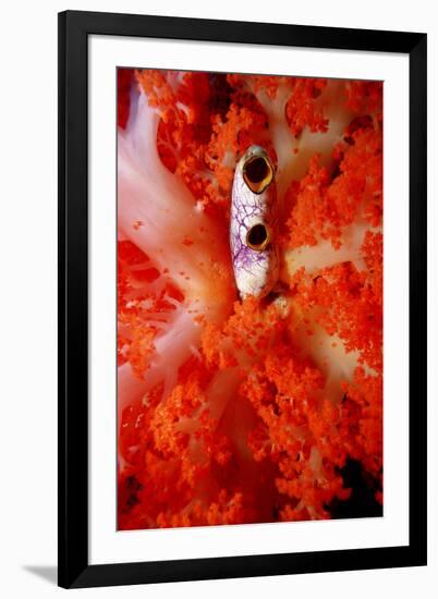 Sea Squirt Tunicate Growing in Soft Coral (Ascidia), Komodo National Park, Indian Ocean.-Reinhard Dirscherl-Framed Photographic Print