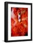 Sea Squirt Tunicate Growing in Soft Coral (Ascidia), Komodo National Park, Indian Ocean.-Reinhard Dirscherl-Framed Photographic Print