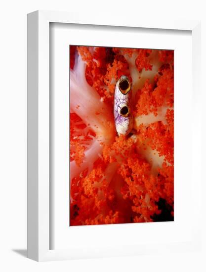 Sea Squirt Tunicate Growing in Soft Coral (Ascidia), Komodo National Park, Indian Ocean.-Reinhard Dirscherl-Framed Photographic Print