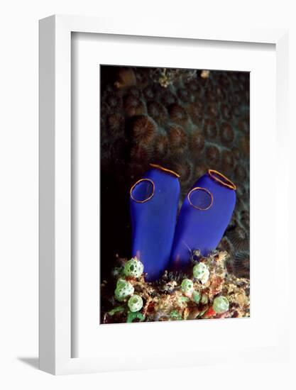 Sea Squirt Tunicates (Ascidia), Pacific Ocean, Panglao Island.-Reinhard Dirscherl-Framed Photographic Print