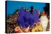 Sea Squirt Tunicates on a Coral Reef (Ascidia), Pacific Ocean, Panglao Island.-Reinhard Dirscherl-Stretched Canvas