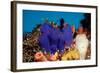 Sea Squirt Tunicates on a Coral Reef (Ascidia), Pacific Ocean, Panglao Island.-Reinhard Dirscherl-Framed Photographic Print